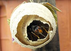 249px-Vespa_velutina_nest.JPG