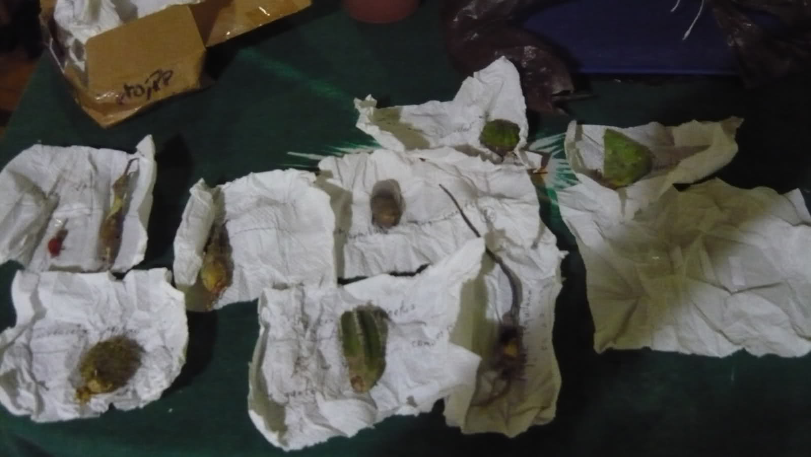 24fae08.jpg