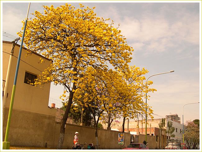 24i58_flores_lapacho_amarillo_tucuman_mundoenbicicleta.jpg