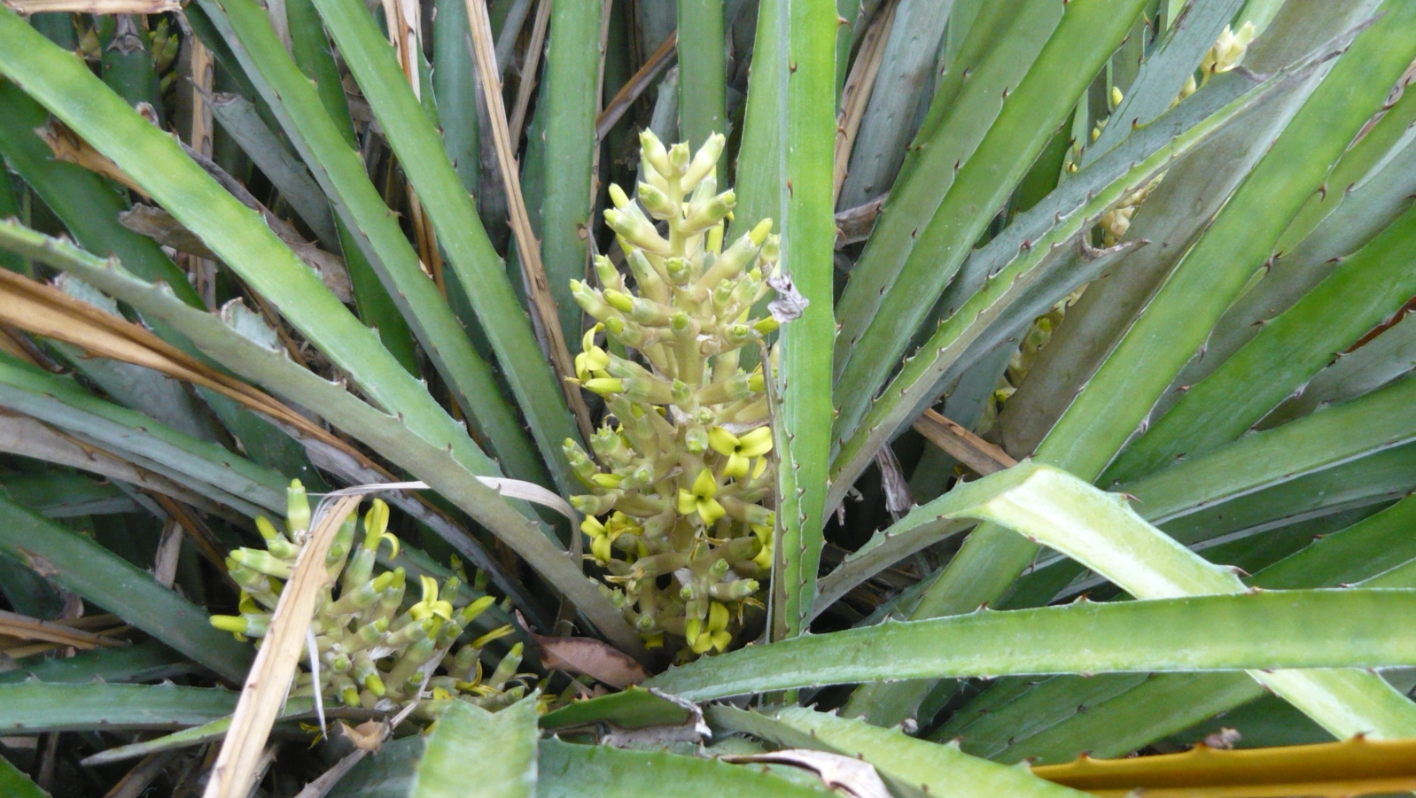 24qp8jb.jpg