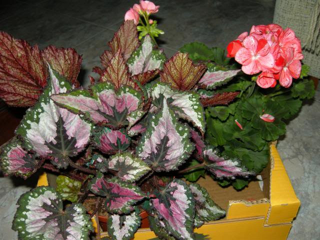 25-02-2014102_zpsc5c9e899.jpg