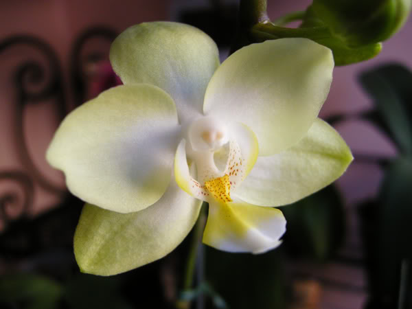 25-03-09-034jpg-Phal-Limn.jpg