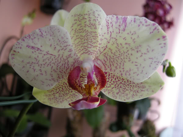 25-03-09-049jpg-Phal-moteada.jpg