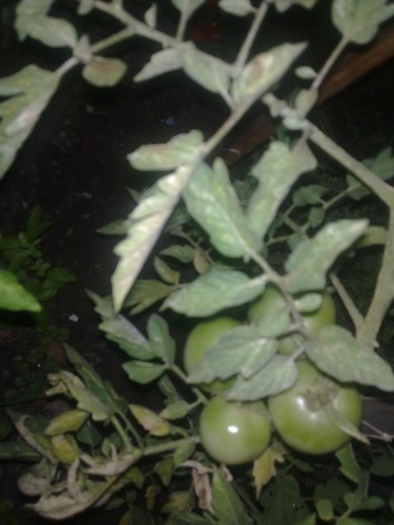 25022013067.jpg