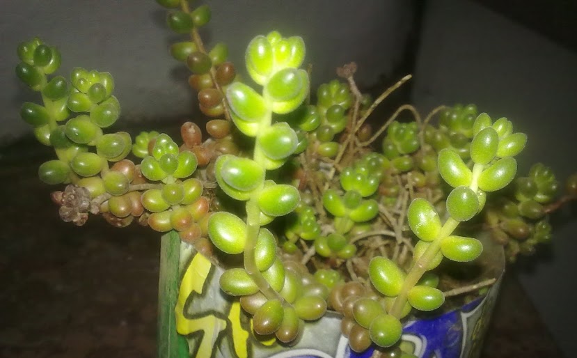 25032013672.jpg
