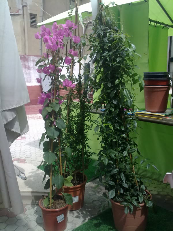 25042010071.jpg