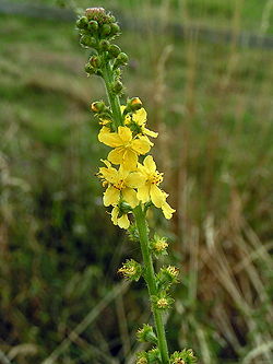 250px-Agrimonia_eupatoria01.jpg