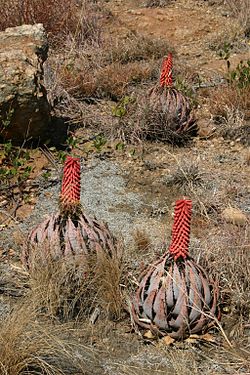250px-Aloe_peglerae01.jpg