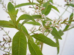 250px-Aloysia_triphylla_flowers_01.JPG