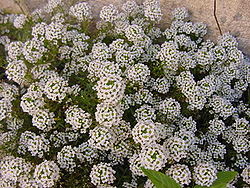 250px-Alyssum_%28Lobularia_maritima%29.jpg