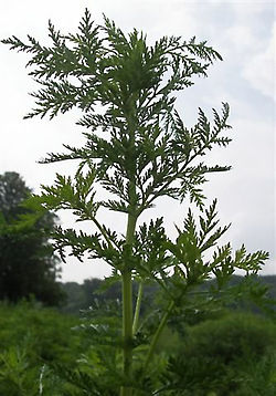 250px-Artemisia_annua.jpg
