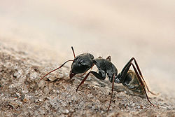 250px-Camponotus_sp._ant.jpg