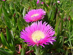 250px-Carpobrotus_edulis_a.JPG
