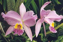250px-Cattleya_lueddemannia.jpg