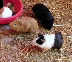 250px-Cavia_Revivim_1.jpg