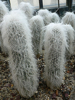 250px-Cephalocereus_senilis.jpg