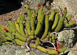 250px-Cleistocactus_samaipatanus_1.jpg