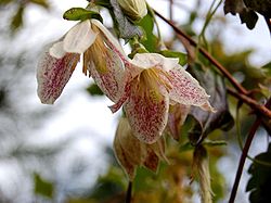 250px-Clematis_cirrhosa2302662924.jpg