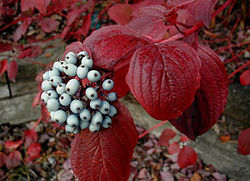 250px-Cornus-alba.JPG