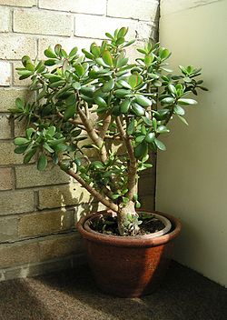 250px-Crassula_ovata_700.jpg