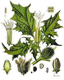 250px-Datura_stramonium_-_K%C3%B6hler%E2%80%93s_Medizinal-Pflanzen-051.jpg