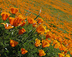 250px-Eschscholzia_californica_%282%29.jpg