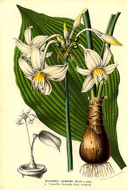 250px-Eucharis_candida.jpg