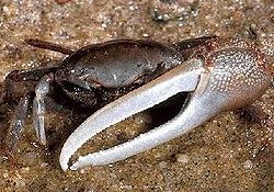 250px-Fiddler_crab.jpg