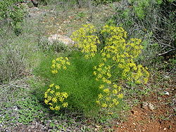 250px-Foeniculum_vulgare.JPG