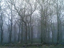 250px-Forest_in_Cantabria.jpg
