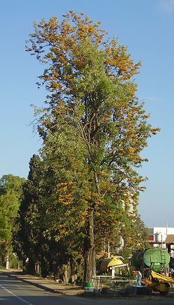 250px-Grevillea_robusta_flowering_in_Gan_Shmuel01.jpg