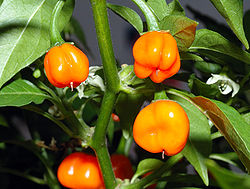 250px-Habanero_chile_-_fruits_%28aka%29.jpg