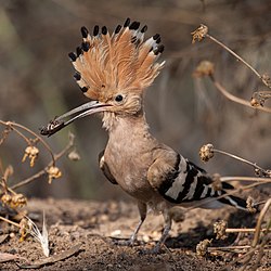 250px-Hoopoe_with_insect.jpg