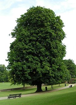 250px-Horse-chestnut_800.jpg