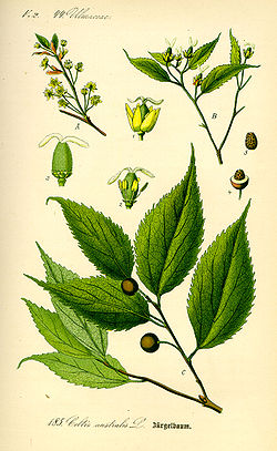 250px-Illustration_Celtis_australis0.jpg