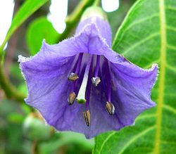 250px-Iochroma_australe_2.jpg