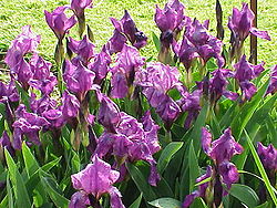 250px-Iris_germanica1.jpg
