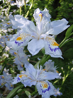 250px-Iris_japonica3.jpg