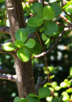 250px-Jade_leaves.jpg