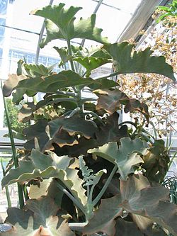 250px-Kalanchoe_beharensis_-_felt_bush.jpg