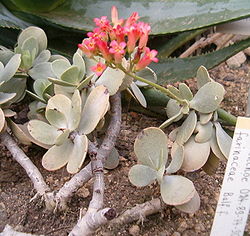 250px-Kalanchoe_farinacea_BotGardBln271207.jpg