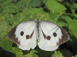250px-Large_white_spread_wings.jpg