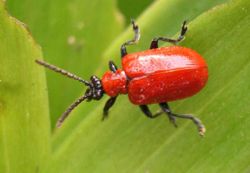 250px-Lilioceris_lilii02.jpg