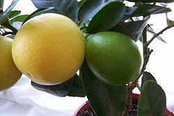 250px-Limequat.jpg