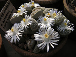 250px-Lithops-marmorata-ssp.-marm.JPG