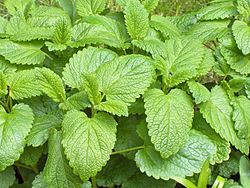 250px-Melissa_officinalis01.jpg