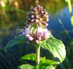 250px-Mentha_aquatica_%282005_09_18%29_-_uitsnede.jpg