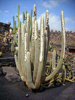 250px-Micranthocereus_albicephalus.jpg