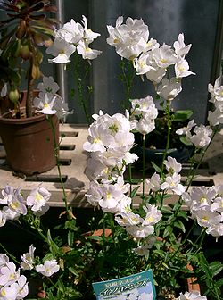 250px-Nemesia_sp2.jpg