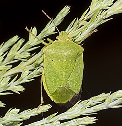 250px-Nezara_viridula_MHNT_verte.jpg